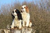 CAVALIER KING CHARLES 368